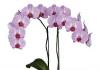 Самые распространенные виды комнатных орхидей Садовый цветок похожий на орхидею название