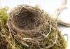 Сонник гнездо: пустое, крысиное, осиное, змеиное