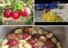 Как сделать яблочный сидр в домашних условиях Видео рецепт приготовления сидра из сока