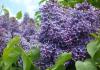 Комнатные растения с фиолетовыми цветами — топ коллекция Где растут фиолетовые цветы